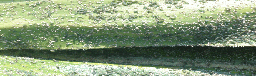 Yaprak Biti-Aphid ssp.png